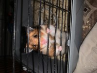 4 aylık 1 anne 13 Bebek hamster
