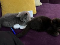 Çok Cana yakın sevimli erkek british shorthair yavrular