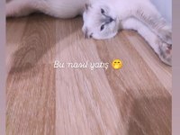 1 Yaşında Scottish Fold