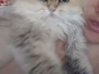 3 kısır dişi kedimiz yeni yuvalarını arıyor