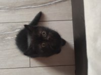 Minik Prenses British Shorthair