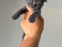 British shorthair yavruları