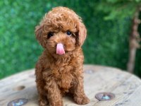 Toy poodle mini boy dişi yavrumuz