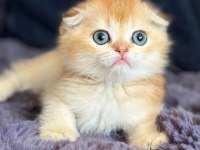 Scottish fold golden bebek
