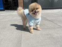 ORJİNAL POMERANİAN TEDDY BEAR EN İYİSİNİ İSTEYENLER İÇİN