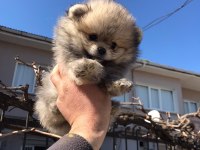 Pomeranian Boo Yavrular
