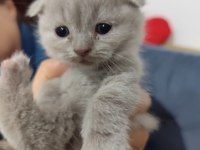 4 haftalık yavrularımısahiplendirmek istiyorum