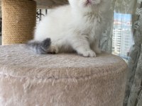 Scottish fold yavruları