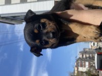 50 günlük yeni yavrum yuvasını arıyor pinscher