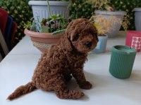 TEA CUP BOYUTLARDA POODLE BEBEKLERİMİZ