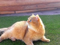Ücretsiz British Shorthair Golden Dişi Full Şecereli Kedimiz