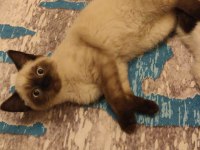 Yavru Scottish oyuncu kedi