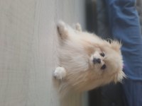 Yetişkin Bakımlı Aşılı Eğitimli Eşyalı Dişi Pomeranian