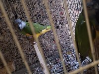 Senegal papağanı takım