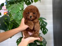 SAFKAN A KALİTE TOY POODLE BEBEKLERİM