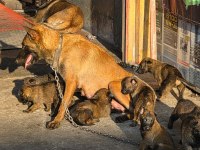 Belçika malinois köpeği