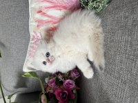 Efsane güzellikte british longhair bebekler