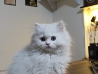 BRİTİSH LONGHAİR YAVRULAR