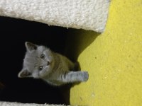 British Longhair yavru