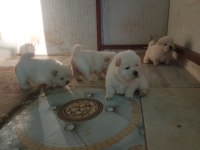 Sağlık ırk garantili kaliteli yavrular çin aslanı