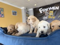 ORJİNAL GOLDEN RETRIEWER YAVRULAR ANKARA MAĞAZAMIZDA