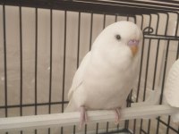 Albino 46 günlük yavrumuhabbet kuşu konuşmaya çok yatkın