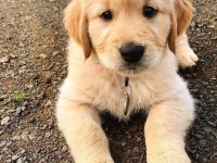 GOLDEN RETRİEVER YAVRU KÖPEKLER