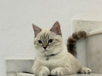 Yakışıklı British Shorthair Oğlumu Sahiplendiriyorum