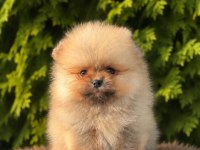 Pomeranian Boo Yavrularımız Yeni Yuvasını Arıyor