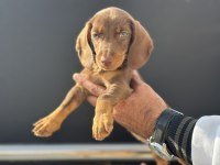 Petmode köpek çiftliğinde ziyarete açık dachshund