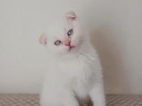 05.01.2026 doğumlu erkek scottish fold kedimiz