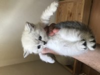 Blue Point British Shorthair Yavrular Yeni Yuvalarını Arıyor
