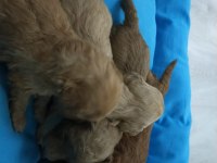 5 dişi ve 2 erkek mükemmel kalitede poodle yavrular