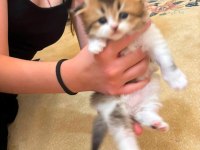 British Longhair Yavrular