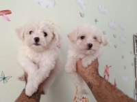 Orjinal ırk garantili maltese terrier bebekler