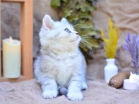 Gümüş Çizgili NS24 British Shorthair 
