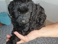Siyah lekesiz toy poodle yavrularımız
