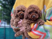 EVİMİZİN KIVIRCIK POODLE BEBEKLERİ SİZLERLE