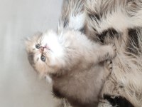 Sıfır kulak scottish fold yavrularımız