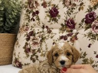 Mini Boy Kıvır Kıvır Maltipoo Oğlumuz