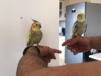 SULTAN PAPAĞANI ÇAPKIN VE LİMONLA AYRILMA VAKTİ GELDİ