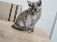 British shorthair dişi kedimiz