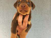 A kalite doberman yavrular