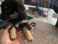 Annesi 0 no pekinez babası 1 no pinscher