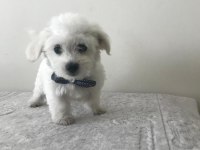 Maltese terrier bebekler