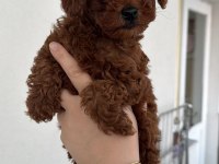 RED BROWN TOY POODLE PUPPY