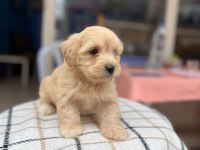 2.5 Aylık Maltipoo Sahiplendirme Ped Eğitimli