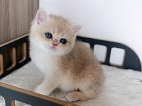 Blue Golden Erkek Yavru Kedimiz