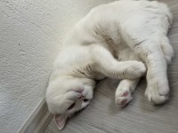 Çok uysal ve sakin british shorthair