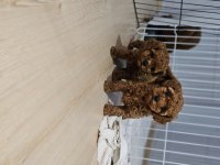 Kore toy poodle bebekler